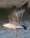 Larus armenicus